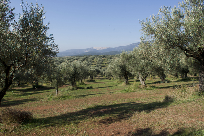 smkonoshill olivegrove